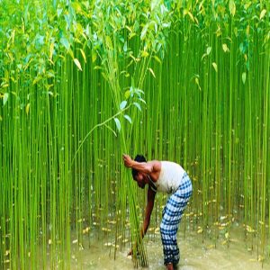 Charcoal-Powder-Pic-1-300x300